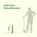 Golden Torch Cactus