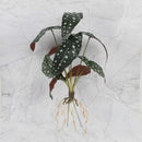 GobekUsa Green Plant Wall Set for Indoor Decoration