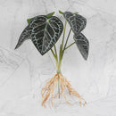 GobekUsa Green Plant Wall Set for Indoor Decoration