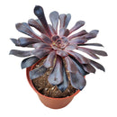 Aeonium Black Rose Zwartkop