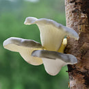GobekUsa Artificial Mushroom Fungus Hanging Tree Decor for Outdoor Gardens