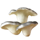 GobekUsa Artificial Mushroom Fungus Hanging Tree Decor for Outdoor Gardens