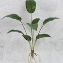 GobekUsa Green Plant Wall Set for Indoor Decoration