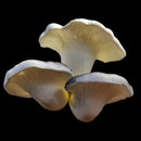GobekUsa Artificial Mushroom Fungus Hanging Tree Decor for Outdoor Gardens