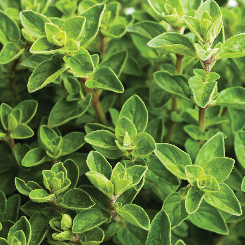 Italian Oregano