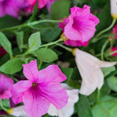 Lifelike Petunia Urn Filler