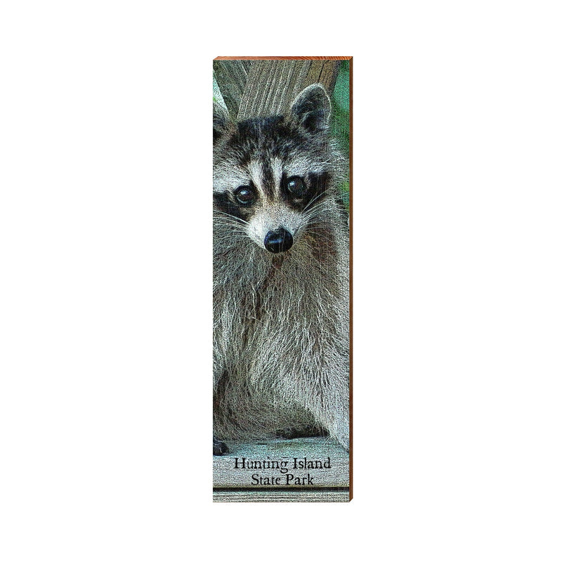 Hunting Island State Park Raccoon | Real Wood Art Print