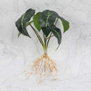 GobekUsa Green Plant Wall Set for Indoor Decoration