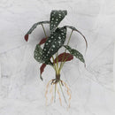 GobekUsa Green Plant Wall Set for Indoor Decoration