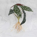 GobekUsa Green Plant Wall Set for Indoor Decoration
