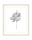 Hemlock Stem