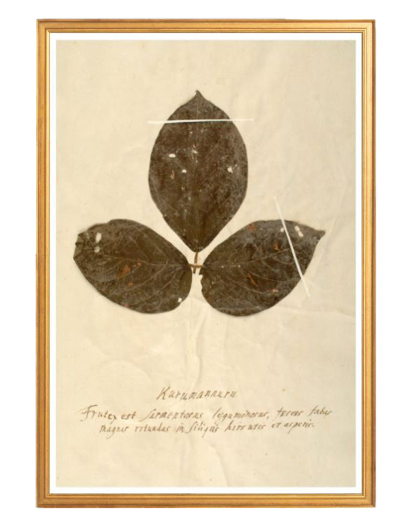 Herbarium VI, photo 3 of 12