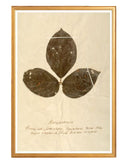 Herbarium VI