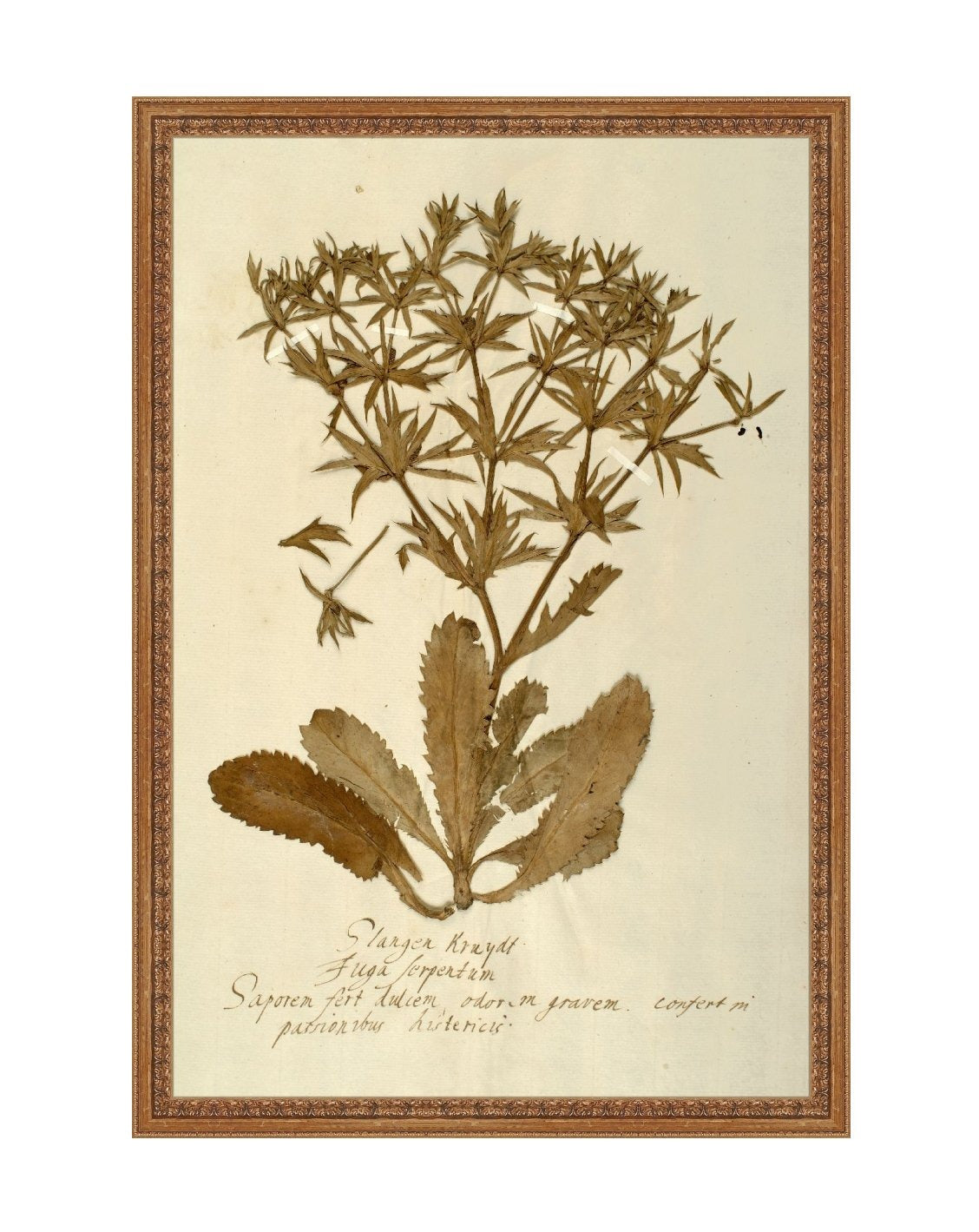 Herbarium II
