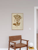 Herbarium II