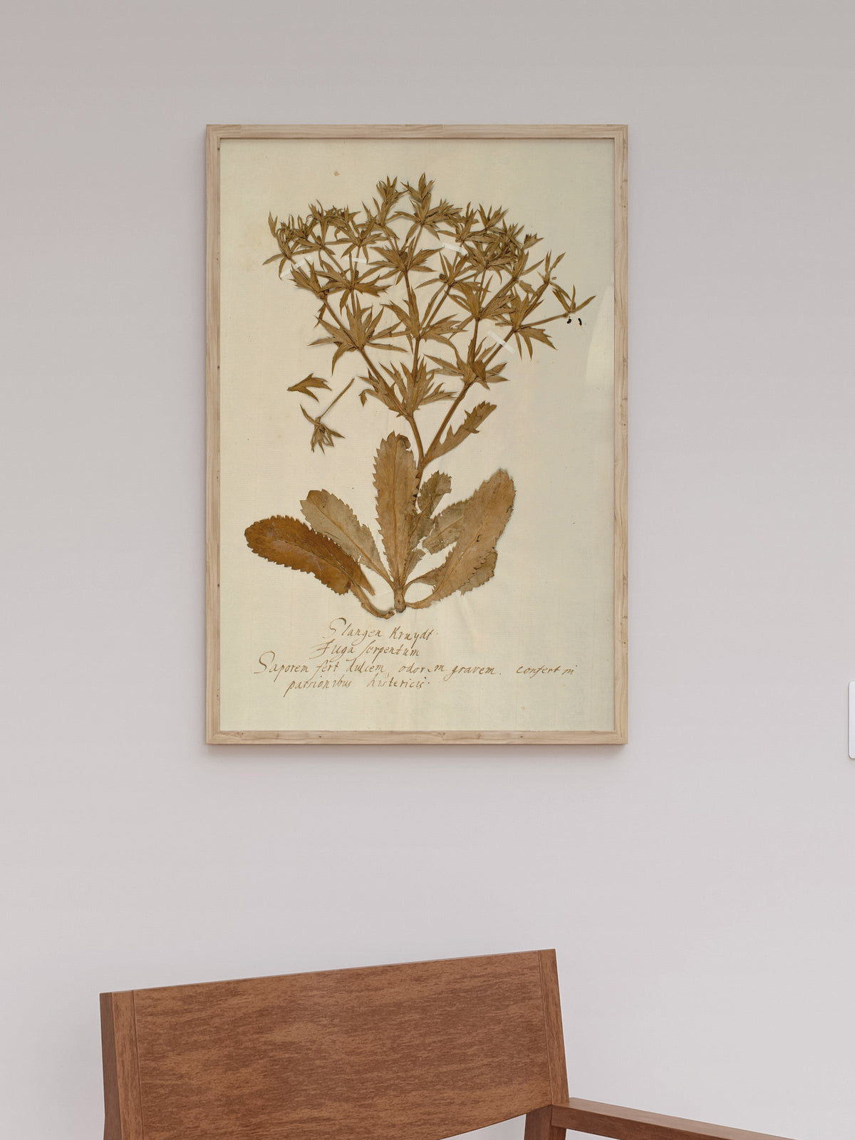 Herbarium II, close-up of the surface