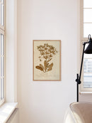 Herbarium II