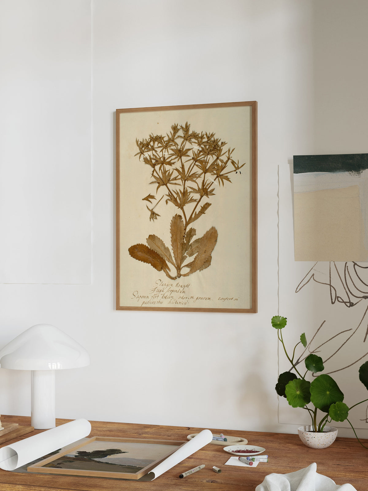 Herbarium II, photo 3 of 7