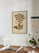 Herbarium II