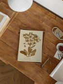 Herbarium II