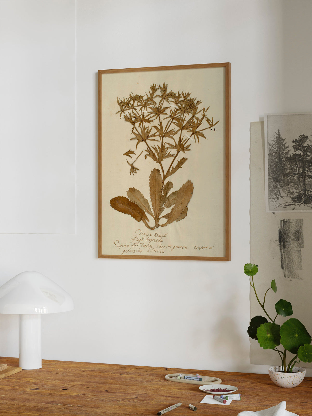 Herbarium II, photo 7 of 7