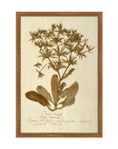 Herbarium II