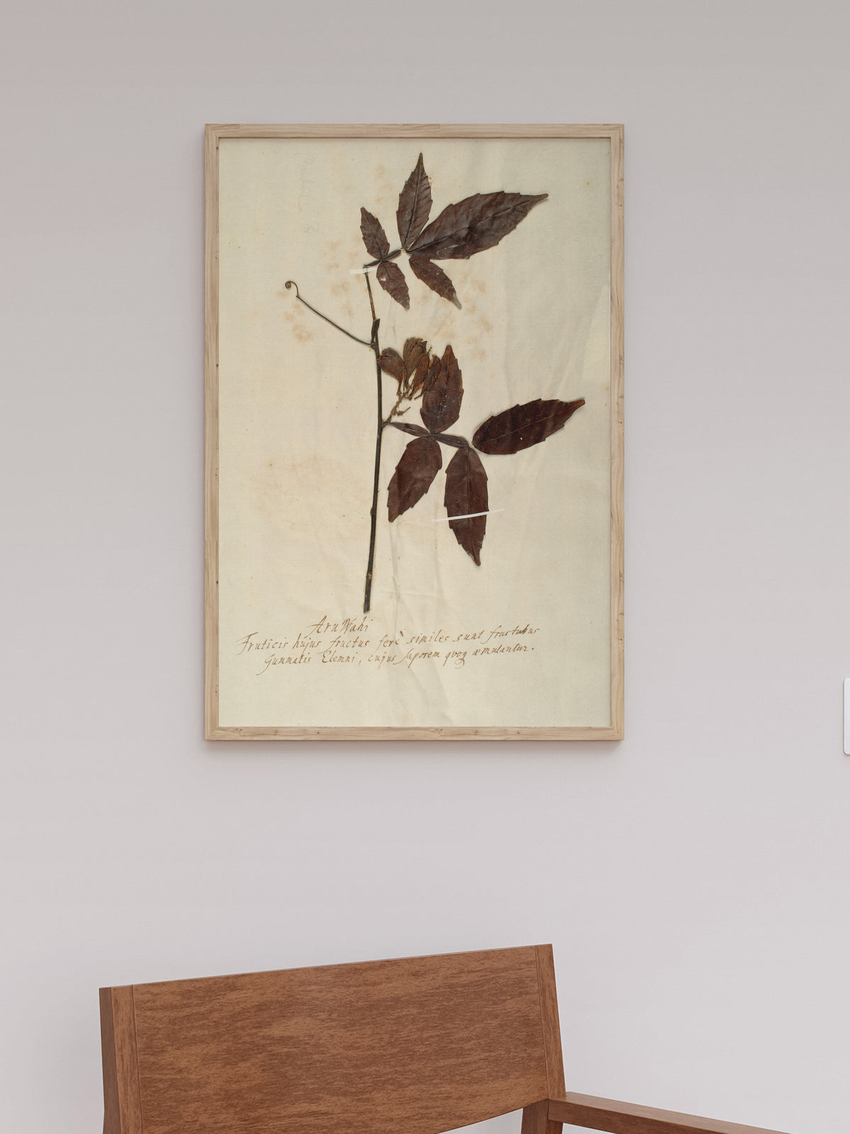 Herbarium I, close-up of the surface