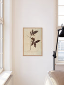 Herbarium I