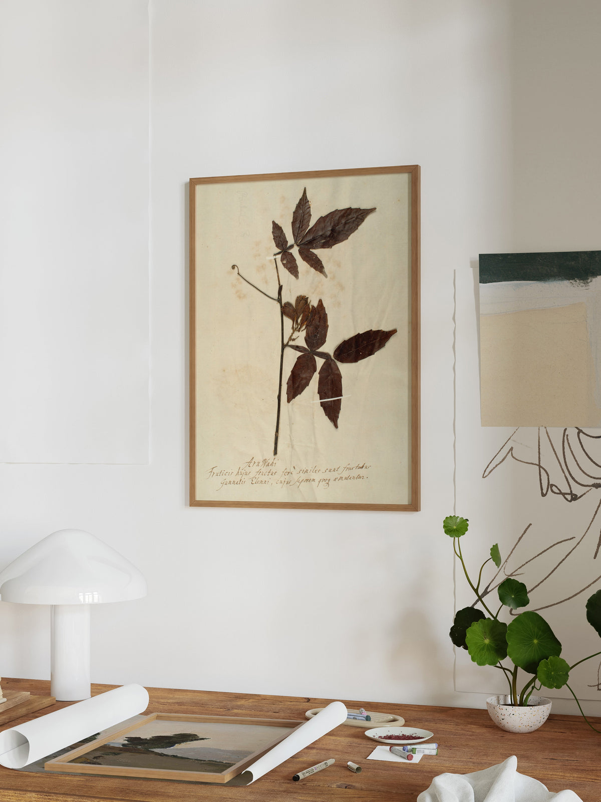 Herbarium I, photo 4 of 9