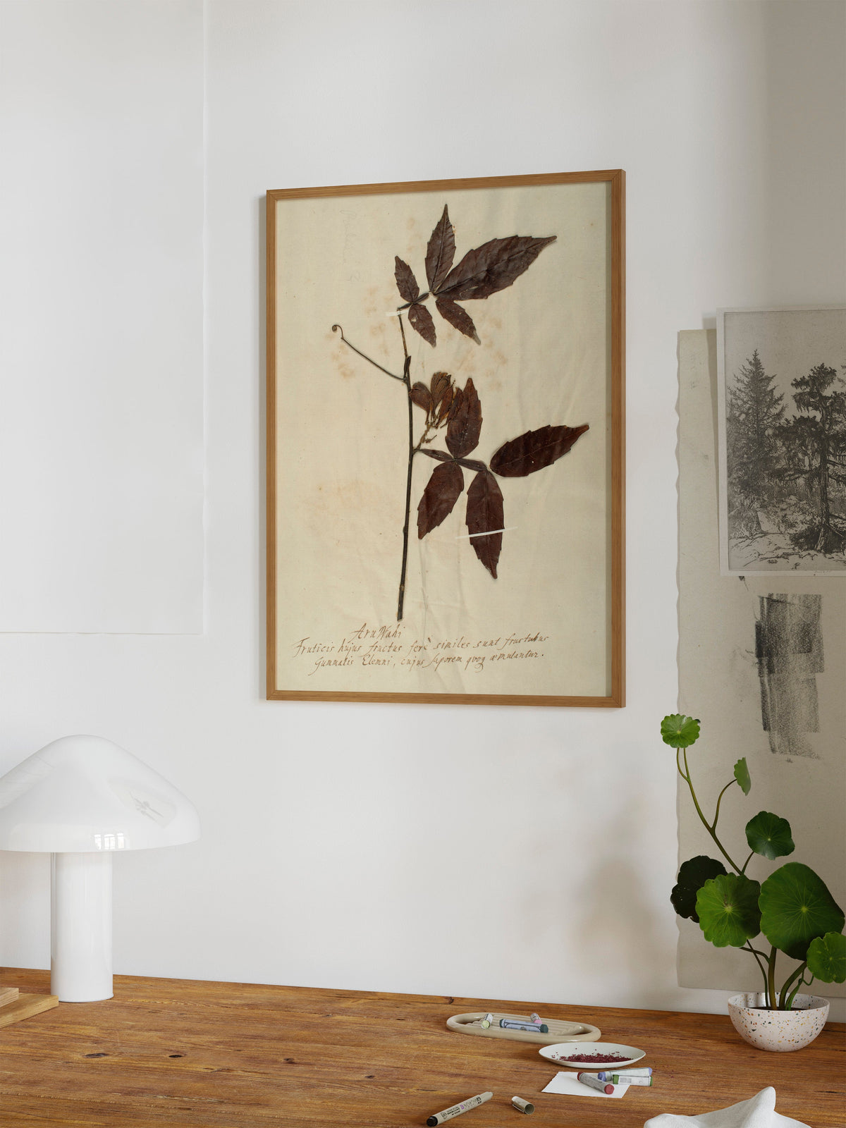 Herbarium I, photo 9 of 9