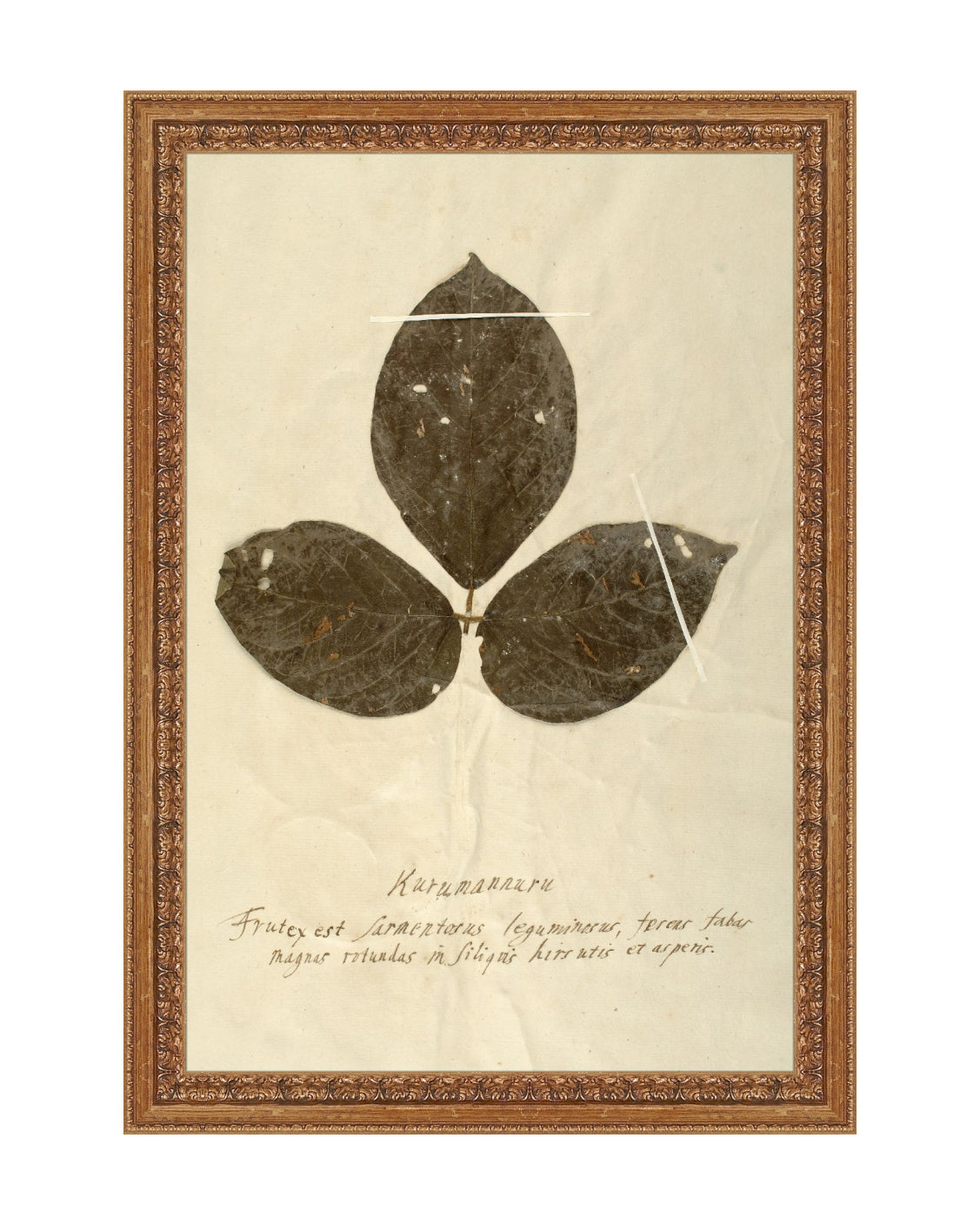 Herbarium VI, photo 2 of 12