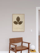 Herbarium VI