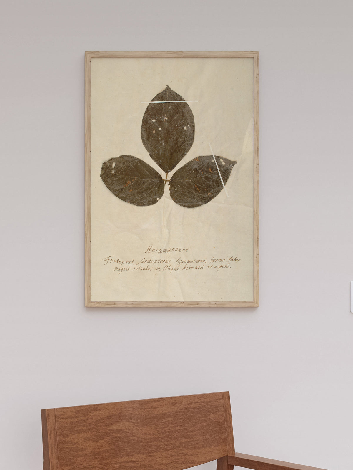 Herbarium VI, close-up of the surface
