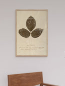 Herbarium VI
