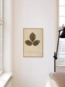 Herbarium VI