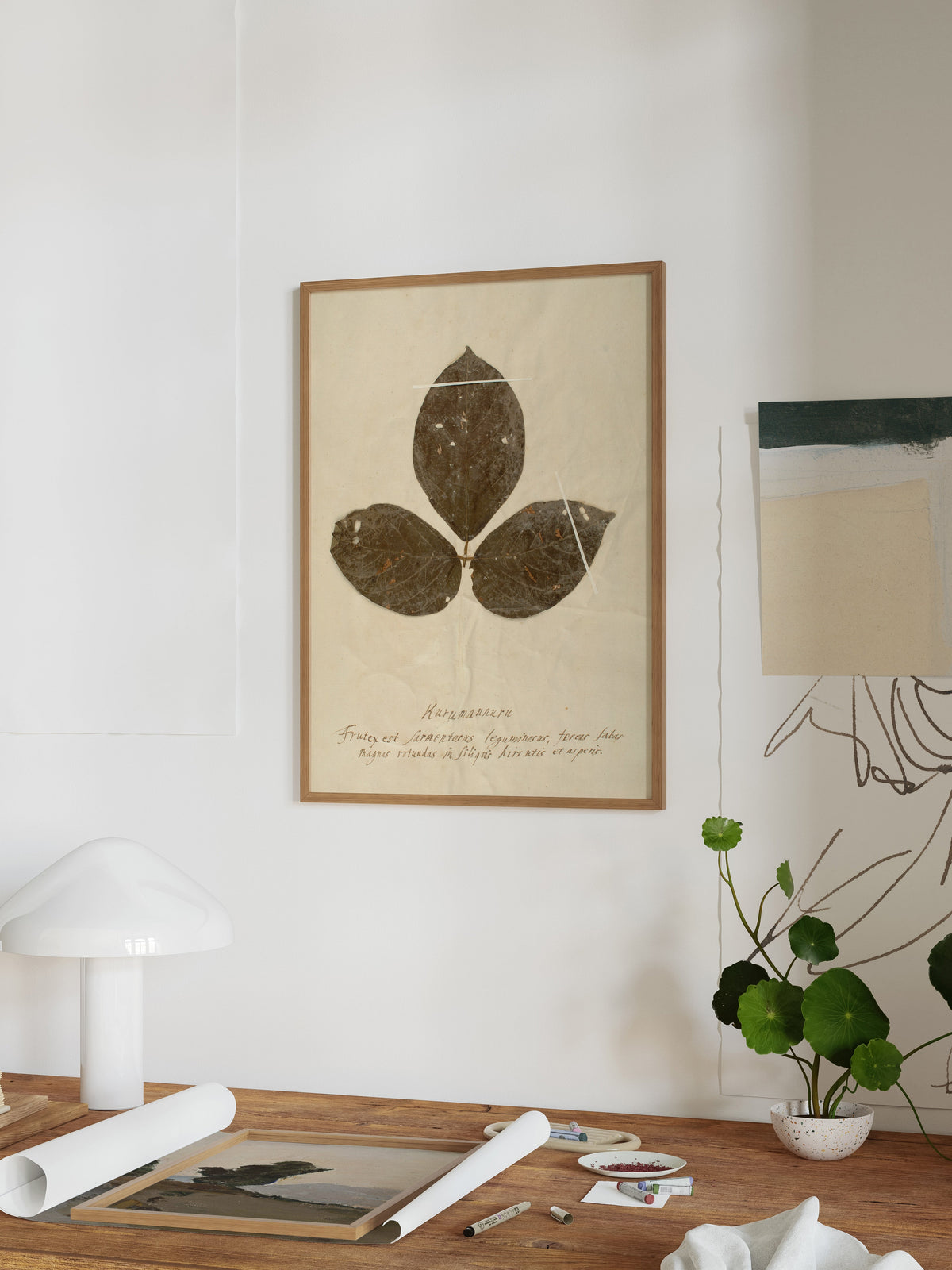 Herbarium VI, photo 6 of 12