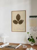 Herbarium VI
