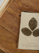 Herbarium VI