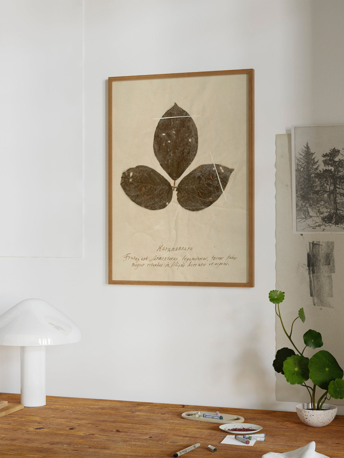 Herbarium VI, photo 12 of 12