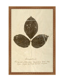 Herbarium VI