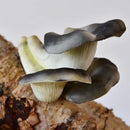 GobekUsa Artificial Mushroom Fungus Hanging Tree Decor for Outdoor Gardens