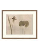 Botanical Thoughts II