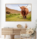 Highland Cow Animal Canvas Wall Art Texas Cattle Art Print