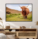 Highland Cow Animal Canvas Wall Art Texas Cattle Art Print
