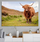 Highland Cow Animal Canvas Wall Art Texas Cattle Art Print