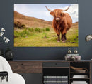 Highland Cow Animal Canvas Wall Art Texas Cattle Art Print