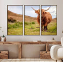 Highland Cow Animal Canvas Wall Art Texas Cattle Art Print