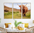 Highland Cow Animal Canvas Wall Art Texas Cattle Art Print