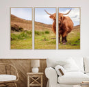 Highland Cow Animal Canvas Wall Art Texas Cattle Art Print
