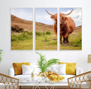 Highland Cow Animal Canvas Wall Art Texas Cattle Art Print